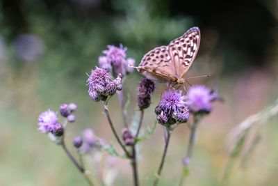 Close-up of butterfly pollinating on purple flower