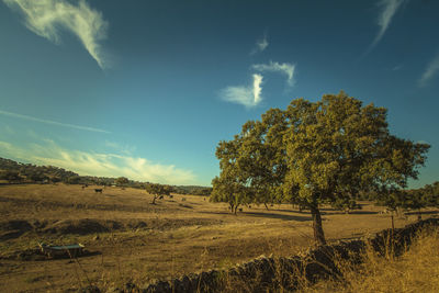 Trees on countryside landscape against blue sky