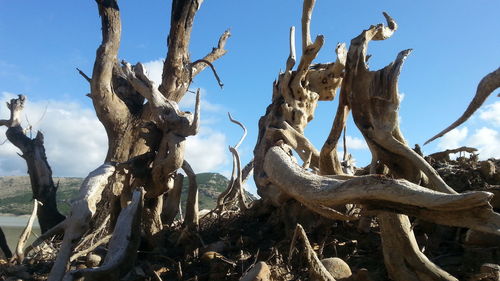 Low angle view of dead tree against sky