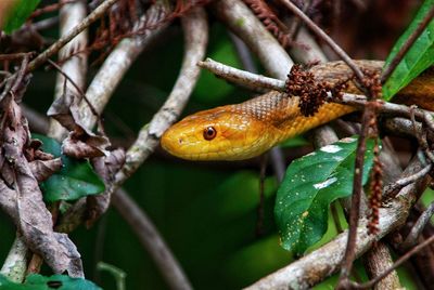 Curious rat snake 