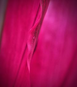 Full frame shot of pink purple flower