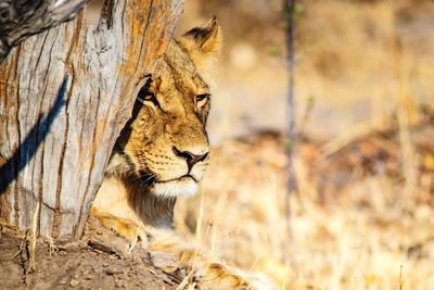 Lion in the morning light