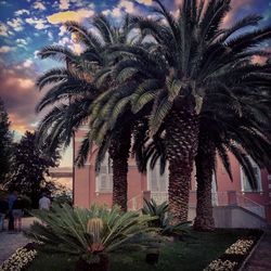 Palm trees against sky