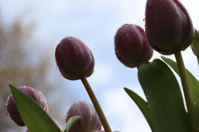 Close-up of pink flowering plant
