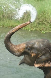Close-up of elephant in lake