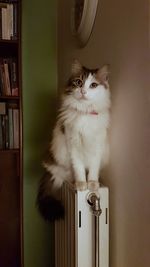 Cat looking away while sitting on shelf