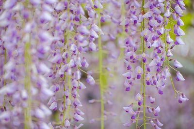 Close-up of purple flowering plants