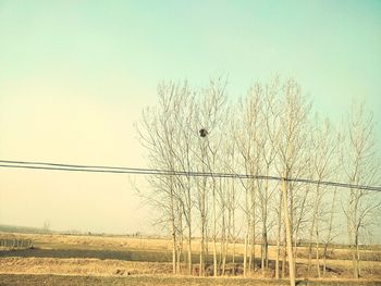 Bare tree against clear sky