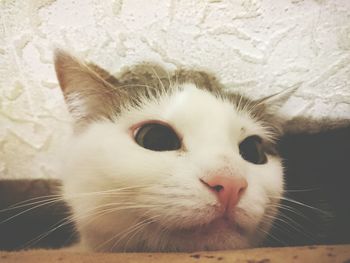 Close-up portrait of white cat at home