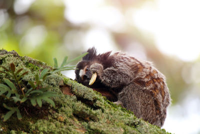 Low angle view of tamarin monkey feeding on moss covered tree