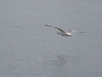 Seagulls flying over sea