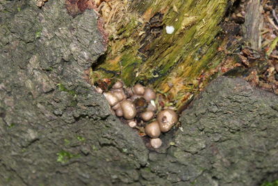 Close-up of tree trunk