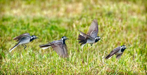 Wagtail flying over green field in spring