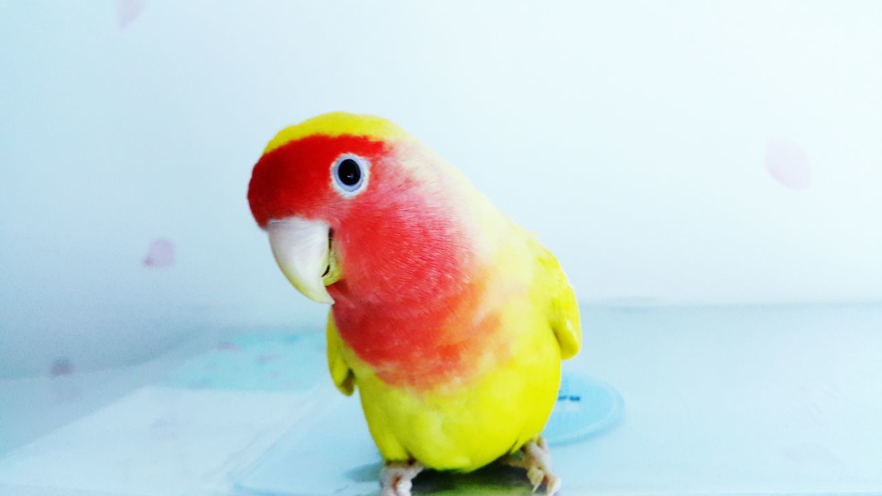 bird, animal themes, parrot, close-up, one animal, beak, multi colored, indoors, animals in the wild, animal head, yellow, wildlife, focus on foreground, no people, studio shot, animal representation, white color, side view, duck, copy space