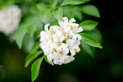 Close-up of white flowers