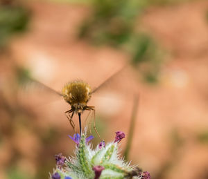 Bombylius capture the moment
