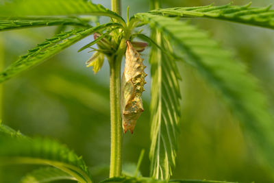 Close-up of fresh green plant