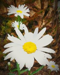 Close-up of daisy flowers