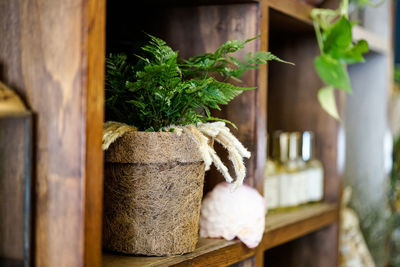Close-up of potted plant