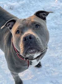 Close-up portrait of a amstaff dog