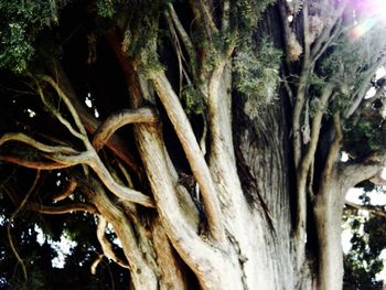 Low angle view of trees in forest