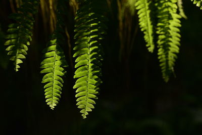 Close-up of fern leaves