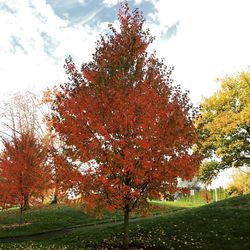 Tree in autumn