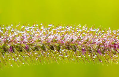 Close-up of purple flowering plants on field