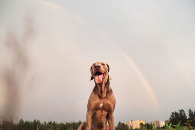 View of a dog against rainbow in sky