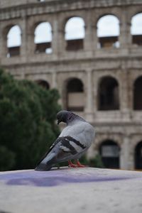 Pigeon perching on a building