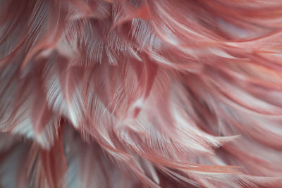 Full frame shot of feather