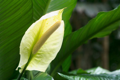 Close-up of green leaves on plant