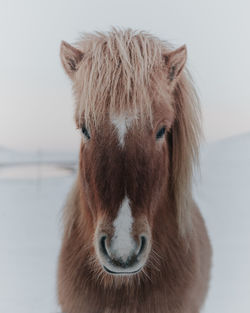 Close-up portrait of a horse