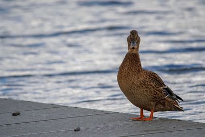 Close-up of seagull perching on a beach