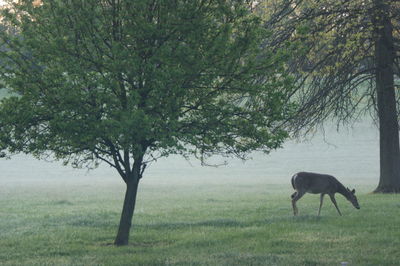 Trees on field in forest