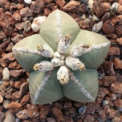 High angle view of succulent plant on rocks