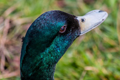 Close-up of a peacock