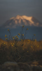 Close-up of yellow flowering plants on field against sky during sunset