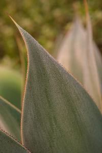 Close-up of leaves against blurred background