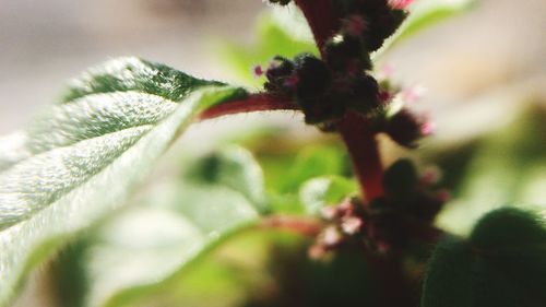 Close-up of plant