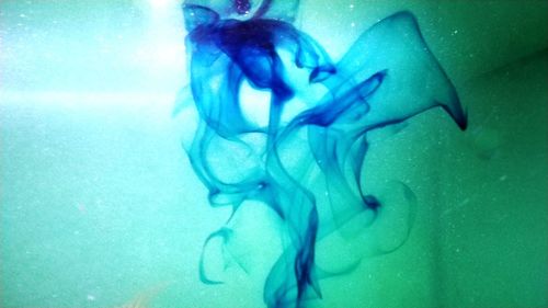 Close-up of fish swimming in sea