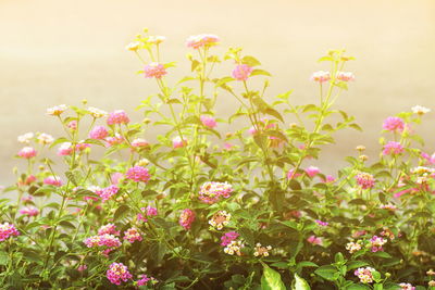 Close-up of pink flowering plants on field