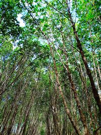 Low angle view of bamboo trees in forest