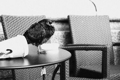 Bird perching on floor