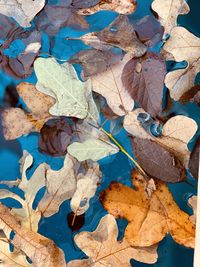 High angle view of dried autumn leaves