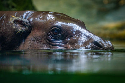 Close-up of turtle in lake