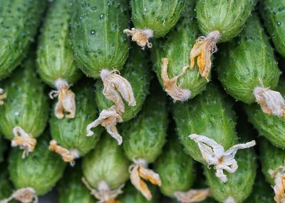 Close-up of cucumbers