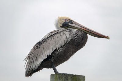 Close-up of pelican perching on wooden post against sky