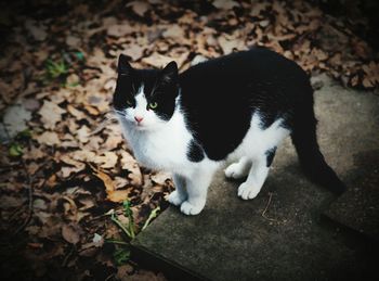 High angle portrait of black cat standing on field