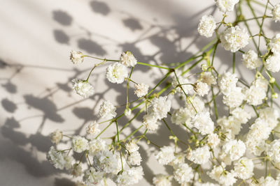 Close-up of cherry blossom